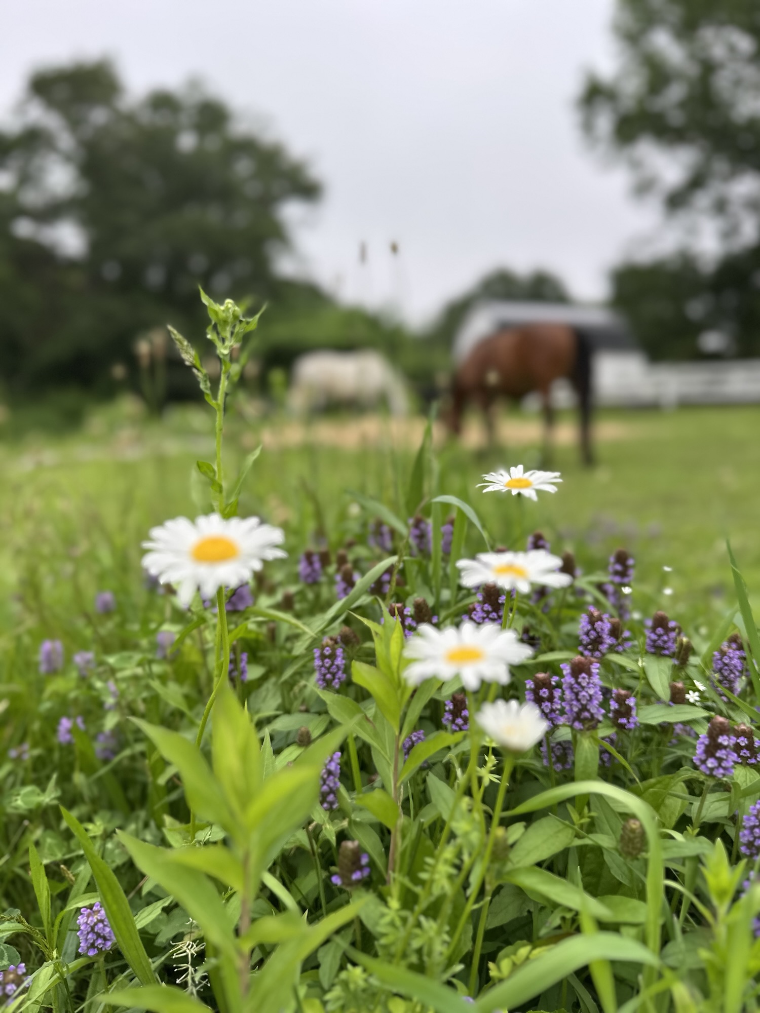 Queer Herd Nature Immersion – Moonlight Ranch, Inc.